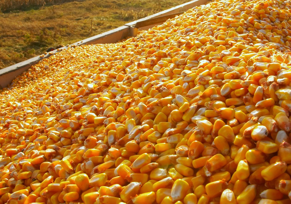 International Business Newsletter-Corn imports were 1.2 million tons, down 33.3% year-on-year